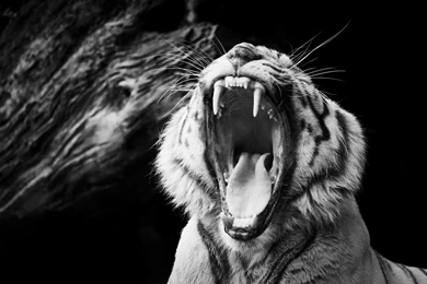 Tiger Mouth Black Wallpapers