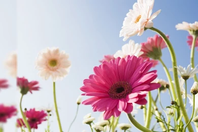 Flowers Images Desktop Backgrounds HD Wallpapers Desktop ...