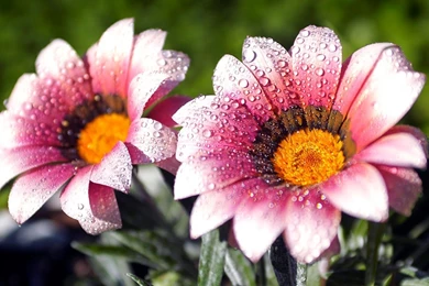 6 Lovely Flowers Wallpapers Desktop Backgrounds Full Screen ...