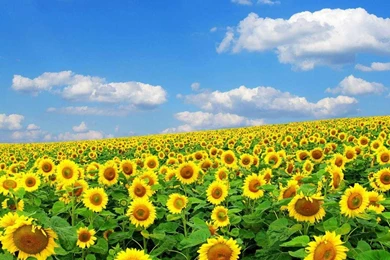 Spring Flower Desktop Backgrounds Desktop Backgrounds