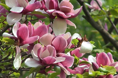 Gallery For   Desktop Wallpapers Spring Flowers