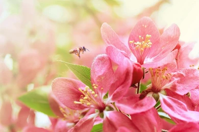 Warm And Pure Pink Flowers Desktop Wallpapers 1280x960 Hd Wallpapers ...