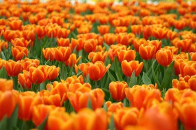 Spring Flowers HD Desktop Backgrounds Wallpapers 7524   HD ...