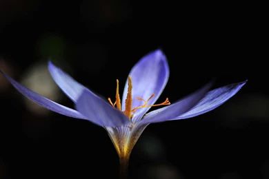 Flowers Images For Desktop Backgrounds