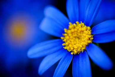 Blue Flower HD Wallpaper