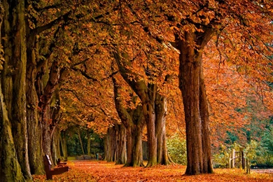 Fall Backgrounds Desktop