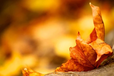 Gallery For   Autumn Macro Wallpapers
