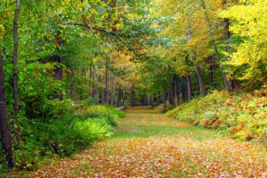 Full HD 1080p Autumn Wallpapers HD, Desktop Backgrounds 1920x1080