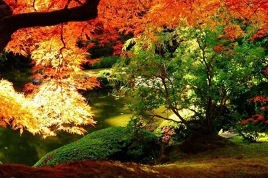 Hd Fall Desktop Backgrounds   Hd Fall Foliage Desktop Backgrounds ...