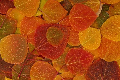 Gallery For   Autumn Foliage Desktop Wallpapers