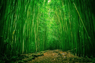 Gallery For   Bamboo Forest Hd Wallpapers