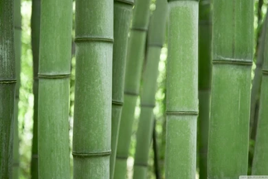 Bamboo Trees HD Desktop Wallpapers : High Definition : Fullscreen ...