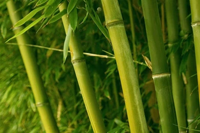 Wallpapers: Bamboo Wallpapers