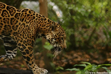 Jaguar Wallpapers, Stunning Jaguar HD Wallpapers For Free Download
