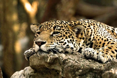 Jaguar Animal Drawing   Wallpaper.