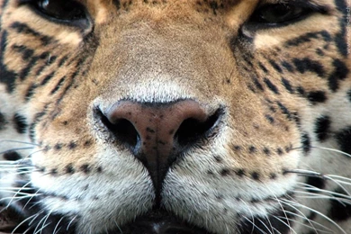 Jaguar wallpaper.jpg