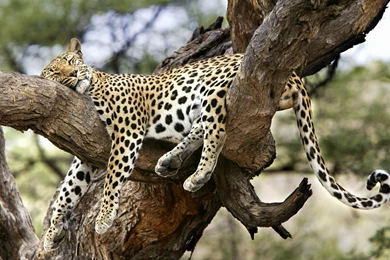 Gallery For   Big Cat Jaguar Wallpapers