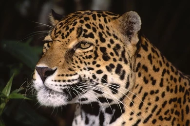 Indian Leopard, Jaguar, 1920x1080 HD Wallpapers And FREE Stock Photo