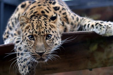 Jaguar HD Wallpapers