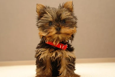 Gallery For   Cute Puppies Wallpapers