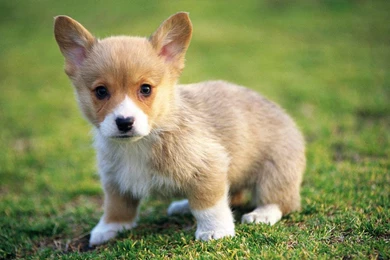 Gallery For   Very Cute Wallpapers