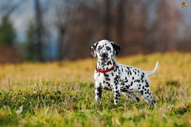 Cutest Dalmatian Puppy Wallpapers HD