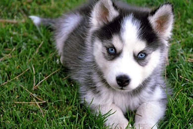 Cute Husky Puppy   Wallpaper.