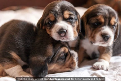 Best Puppies 4K Or HD Wallpapers For Your PC, Mac Or Mobile Device