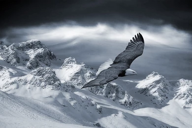 Wallpaper: Birds, Sky, Snow, Mountain, Predators, Eagle, Hills ...