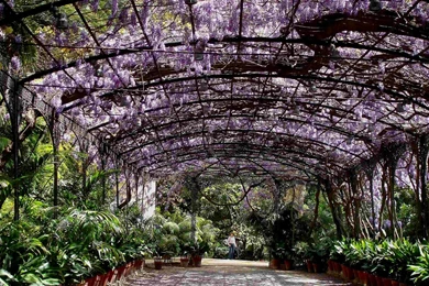 Wisteria At La Concepcion Gardens, Malaga, Spain >> HD Wallpapers ...