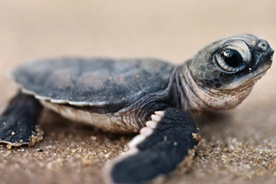 Baby Turtle Wallpapers