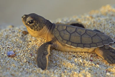 Gallery For   Baby Tortoise Wallpapers