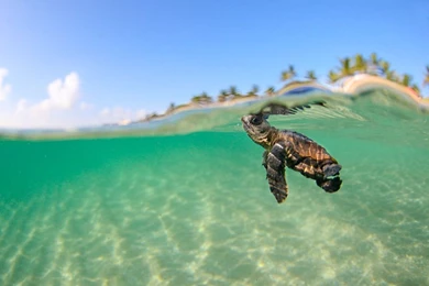 Sea Turtle Picture    Animal Wallpapers    National Geographic ...