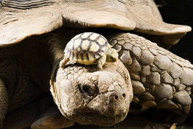 Download Wallpapers 1280x720 Turtle, Shell, Baby HDTV 720p 1280x720 ...