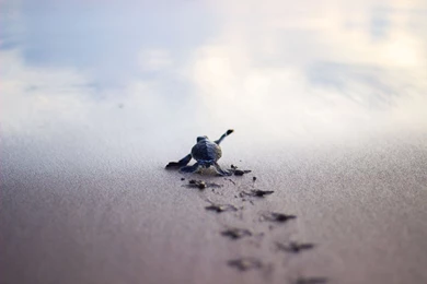 Baby Turtle Running To The Safety Of The Sea Shore : Pics