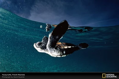 French Polynesia, Turtle, Photo Of The Day, Picture, Photography ...