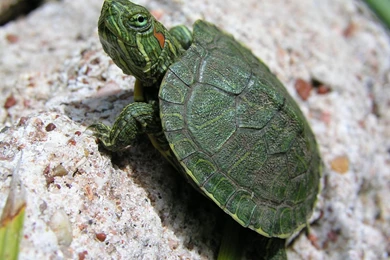 Cute Green Baby Turtle HD Sea Animal Wallpapers