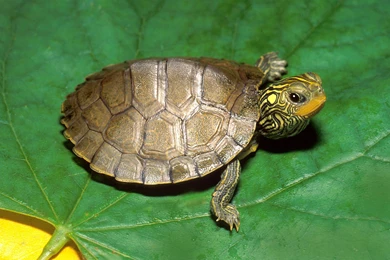 Cute Turtle Wallpaper Images