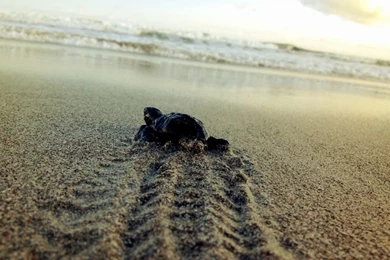 Releasing Baby Turtles In Montezuma