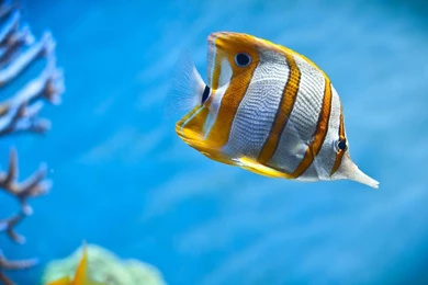 Desktop hd wallpaper sea fish.jpg