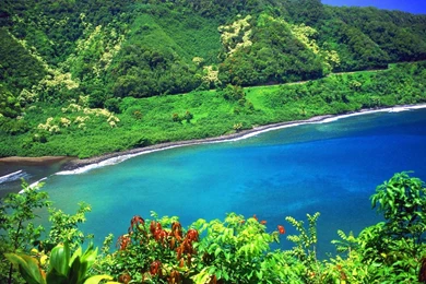 Tropical Forest And Sea Hd Wallpapers   (