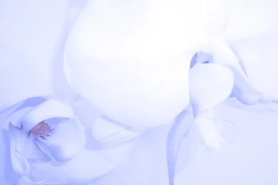 Baby Blue Orchid   (