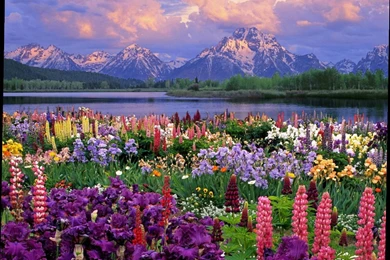 Spring Computer Backgrounds   4 Items