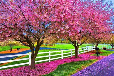 A Beautiful Spring Day Computer Wallpapers, Desktop Backgrounds ...