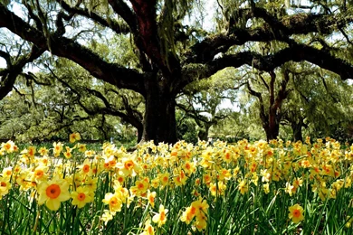 Spring Awakening Wallpapers Crazy Frankenstein