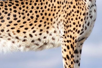 Majestic Cheetah Cat
