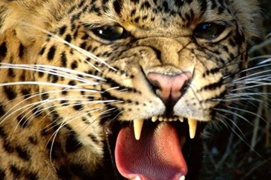 Wallpapers 640x960 i phone snarling cheetah i phone hd.jpg