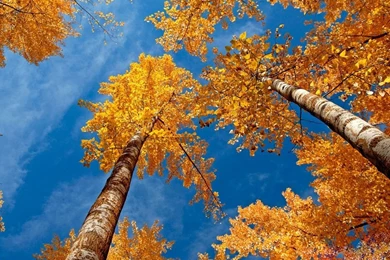 Fall Trees HD Desktop Wallpapers : Widescreen : High Definition ...