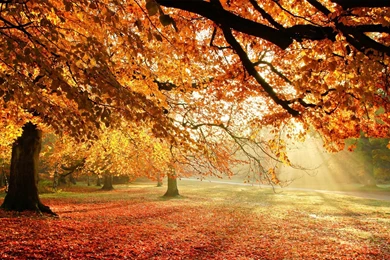 Fall Trees Desktop Backgrounds