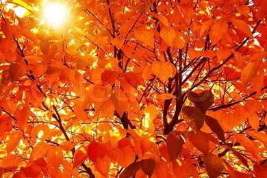 Natural Autumnal Background, Red Dry Tree Foliage, Beautiful Trees ...